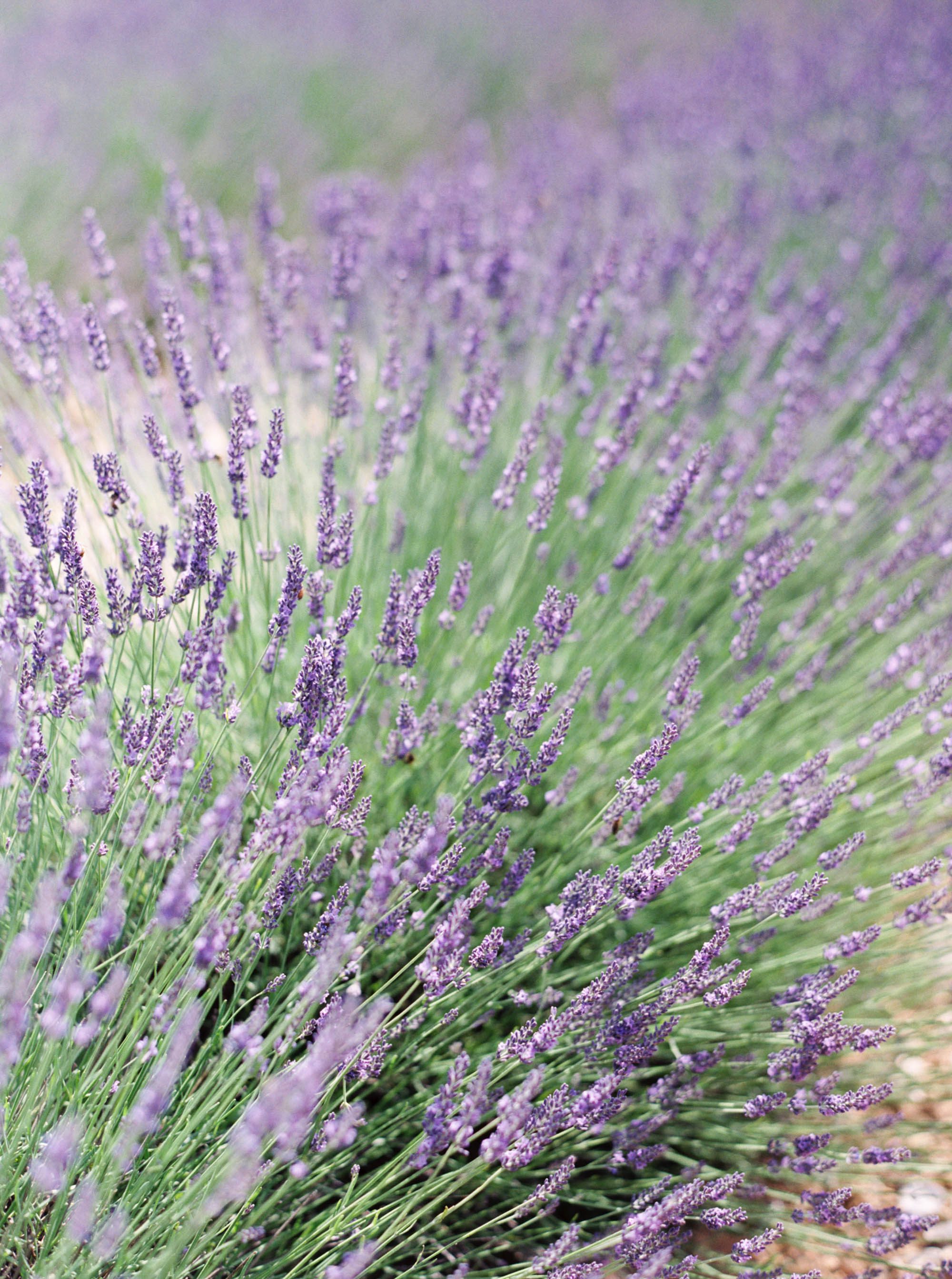 Valensole Lavender